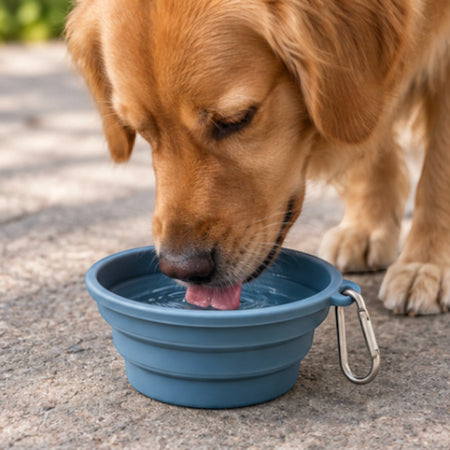 Collapsible Silicone Pet Bowl